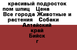 красивый подросток пом шпиц › Цена ­ 30 000 - Все города Животные и растения » Собаки   . Алтайский край,Бийск г.